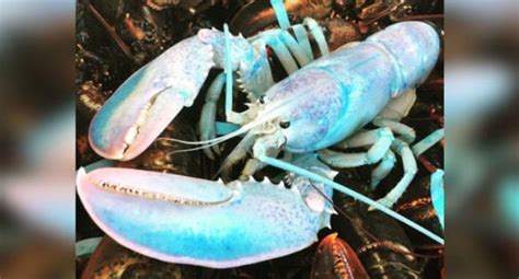 1 In 100 Million Cotton Candy Colored Lobster Caught ⋆ Outdoor