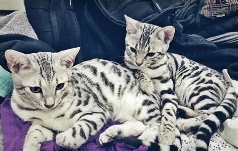 The Beautiful Silver Bengal Cat Sisters Lady Lyra Of Winterbourne And