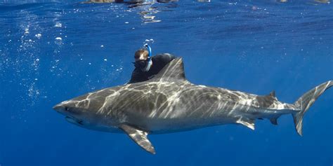 Swim With Sharks Oahu Top Shark Dive Oahu Shark Diving Hawaii