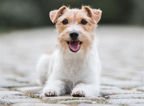 Today at animalwised, we bring you everything you need to know about the jack russell terrier. Jack Russell Terrier - Rassebeschreibung, Adressen und ...