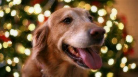 Check spelling or type a new query. Holiday Safety Tips for Pets | Healthy Paws