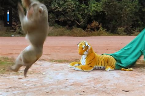 Youtuber Pranks Monkeys Using A Stuffed Tiger Toy Their Reactions Are