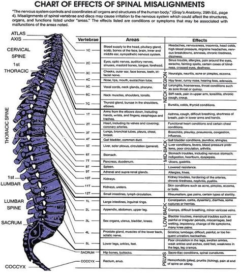 spine chart with nerves