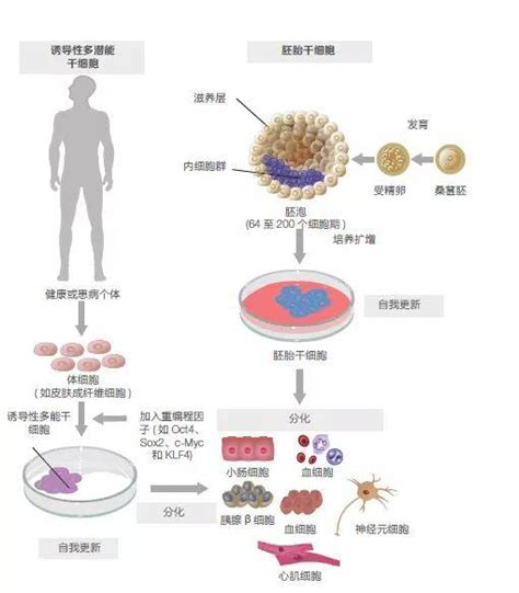 干细胞marker大全指南！标志物鉴定抗体