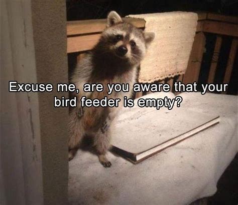 13 Hilarious Raccoon Memes Cutesypooh
