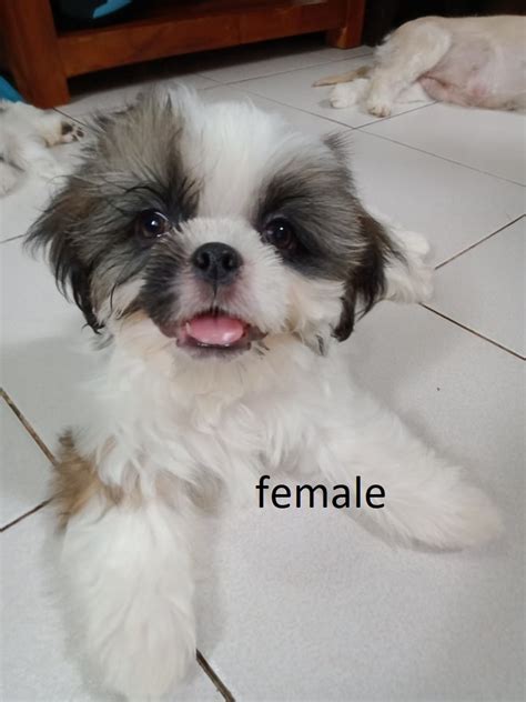 Shih Tzu Puppy For Sale Adoption From Manila Metropolitan Area