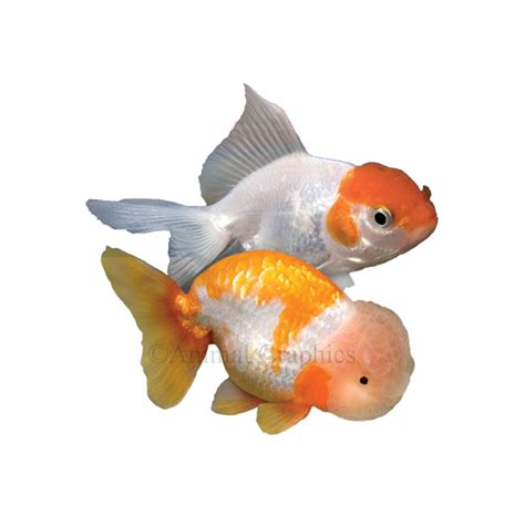 Fancy Goldfish Fish Goldfish Betta And More Petsmart