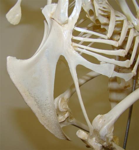 Anatomy And Bird Bones Avian Skeletal System
