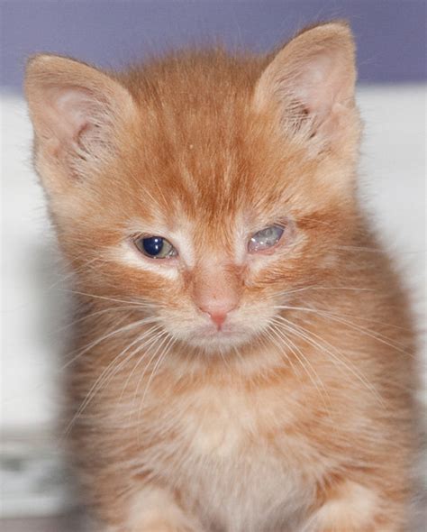 Took In A Couple Barn Kittens With Eye Infections Thecatsite