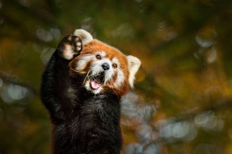 Red Panda Stock Photos Pictures And Royalty Free Images Istock