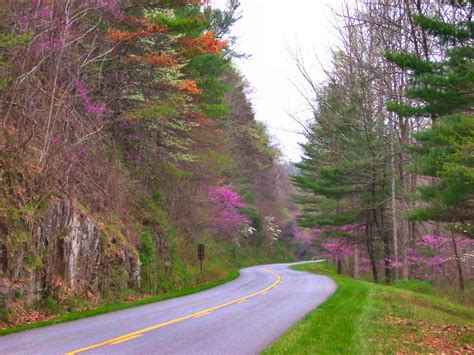 Blue Ridge Gazette Spring On The Blue Ridge Parkway