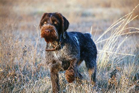 Find great deals on ebay for german wirehaired pointer. BREED PROFILE: THE GERMAN WIREHAIRED POINTER - Covey Rise ...