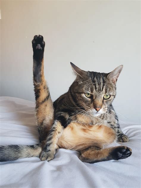 Psbattle A Cat With Its Leg In The Air Rphotoshopbattles