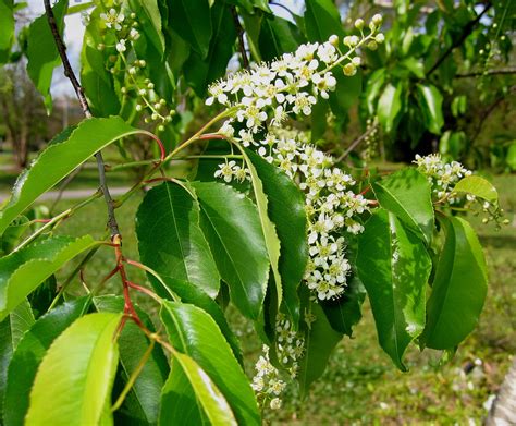 Top Native Trees For Bees Laurens Garden Service Native Plant Nursery