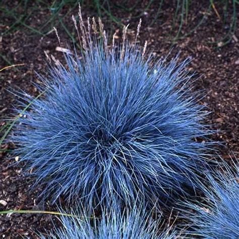 Blue Fescue Grass Seeds Perennial Hardy Ornamental Grass Home Garden Uk