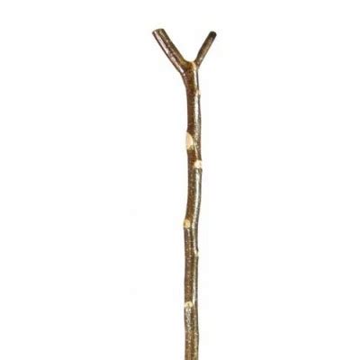 Extra Tall Ash Knobstick The Walking Stick Store Classic