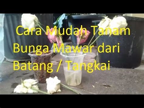 Ketika bibit mawar tumbuh, dorong mereka ke polybag / pot bunga yang diisi tanah, pupuk organik, dan pasir (1: Cara Mudah Tanam Bunga Mawar dari Batang / Tangkai - YouTube