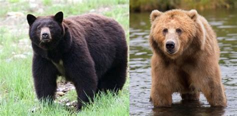 What Is The Difference Between A Grizzly Bear And A Black Bear