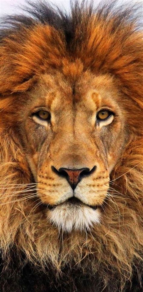 670 Best Lions Images On Pinterest Big Cats Lion And Wild Animals
