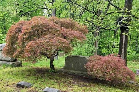 Maybe you would like to learn more about one of these? Find & Grow the Perfect Japanese Maple for Your Lawn ...