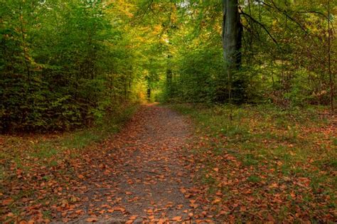 Autumn Forest Path Hdr Free Stock Photos Rgbstock Free Stock