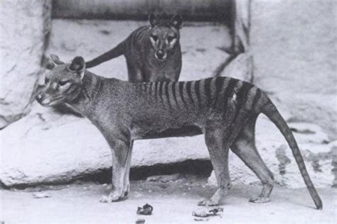 Going Extinct: 11 More Extinct Animals