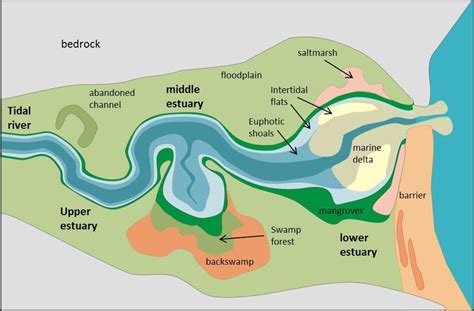River Estuary Diagram