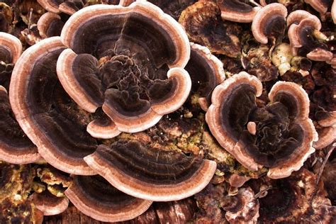 5 More Fungi To Look For In The Adelaide Hills Good Living