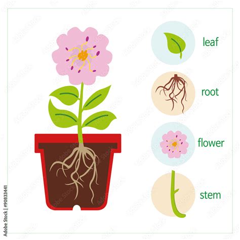 Flower Stem And Leaf Template Best Flower Site