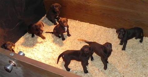 She and her siblings were dumped at the shelter as part of an unwanted. German Shorthair/Chocolate Lab Puppies for Sale in ...