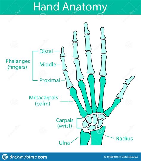 Vector Illustration Of Human Hand Skeletal Anatomy Stock