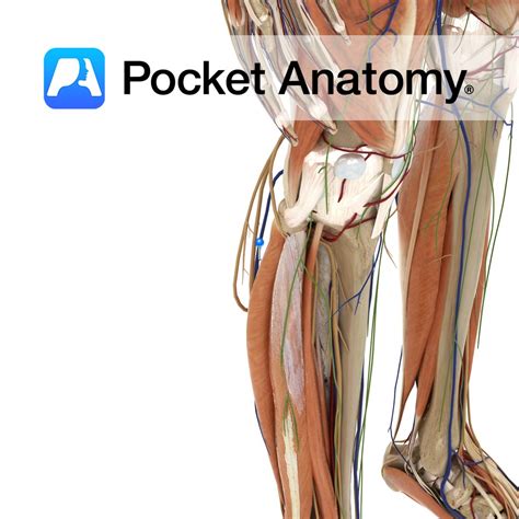 Lesser Saphenous Vein Pocket Anatomy