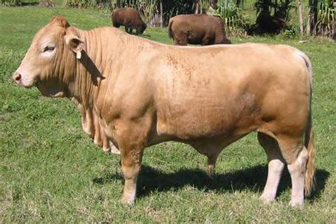 Beefalo Cattle