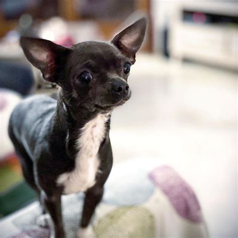 Black Chihuahua Ears Down Pets Lovers