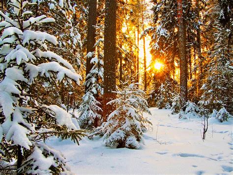 Snow Forest Sunrise Wallpapers Top Free Snow Forest Sunrise