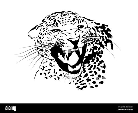 Leopard Jaguar Tiger Big Cat Predator Logo Svg Eps Png Vector Cricut
