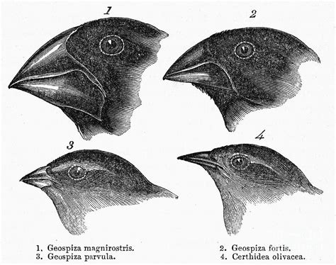 Darwin Galapagos Finches By Granger
