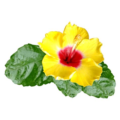 Hibiscus Flowers Png Picture Yellow Hibiscus Flower Hibiscus Flowers