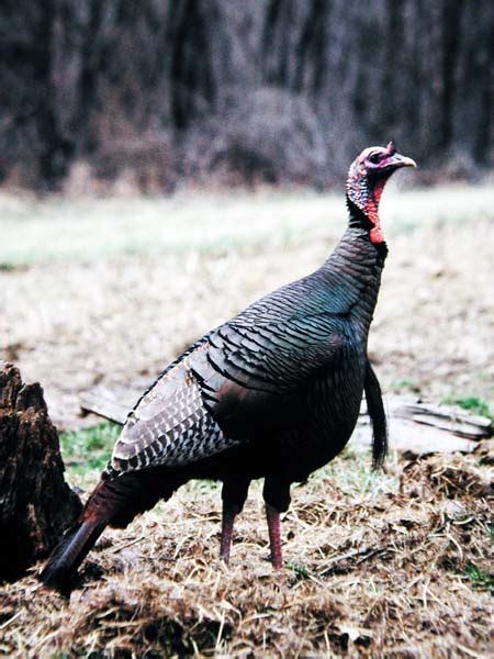 How To Successfully Hunt Turkeys On Public Lands With Tracy Groves