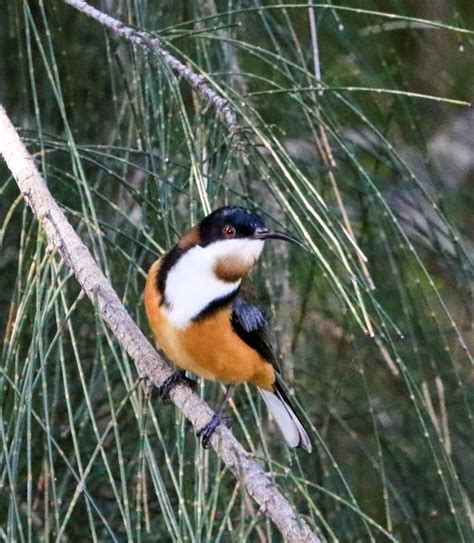 Eastern Spinebill Hope Is The Thing With Feathers Australian Birds