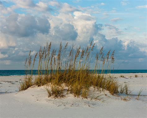 Sea Oats Photograph By Dan Baradon Fine Art America