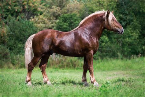 horse breeds native  russia native breedorg