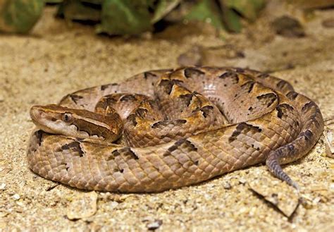 Pit Viper Snake Britannica