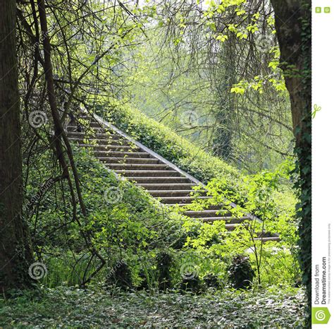 Ancient Stone Stairway In The Middle Of The Dense Forest Stock Image