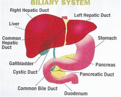 Bile Reflux Does Causes Symptoms Complications Digestive