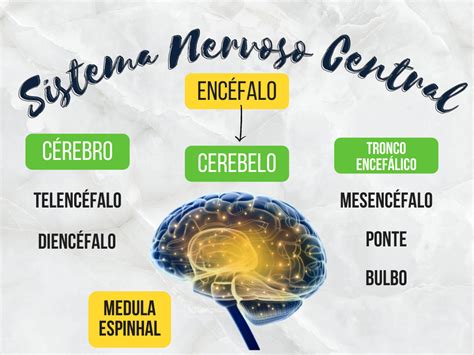 Sistema Nervoso Central Mapa Mental