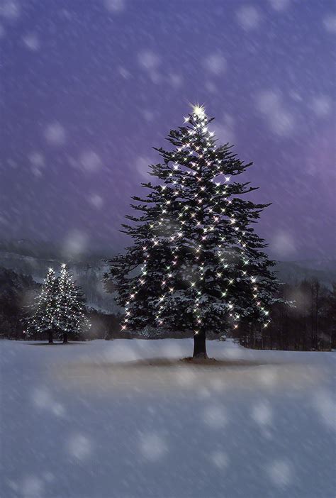 Sceneryphoto 雪面のイルミネーションのモミの木 風景写真素材・壁紙の無料ダウンロードグリーティングカードサービス