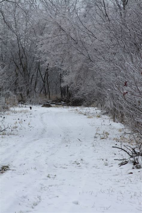 Michigan December Ice Storm Tintitypes