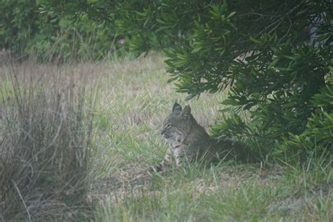 A Bobcat Rests As Photographed By Monica Martinez Mendonoma Sightings