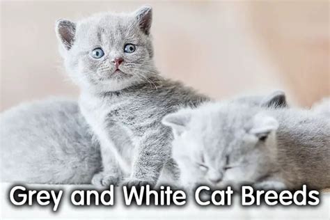 11 Gorgeous Grey And White Cat Breeds With Pictures Walk With Cat